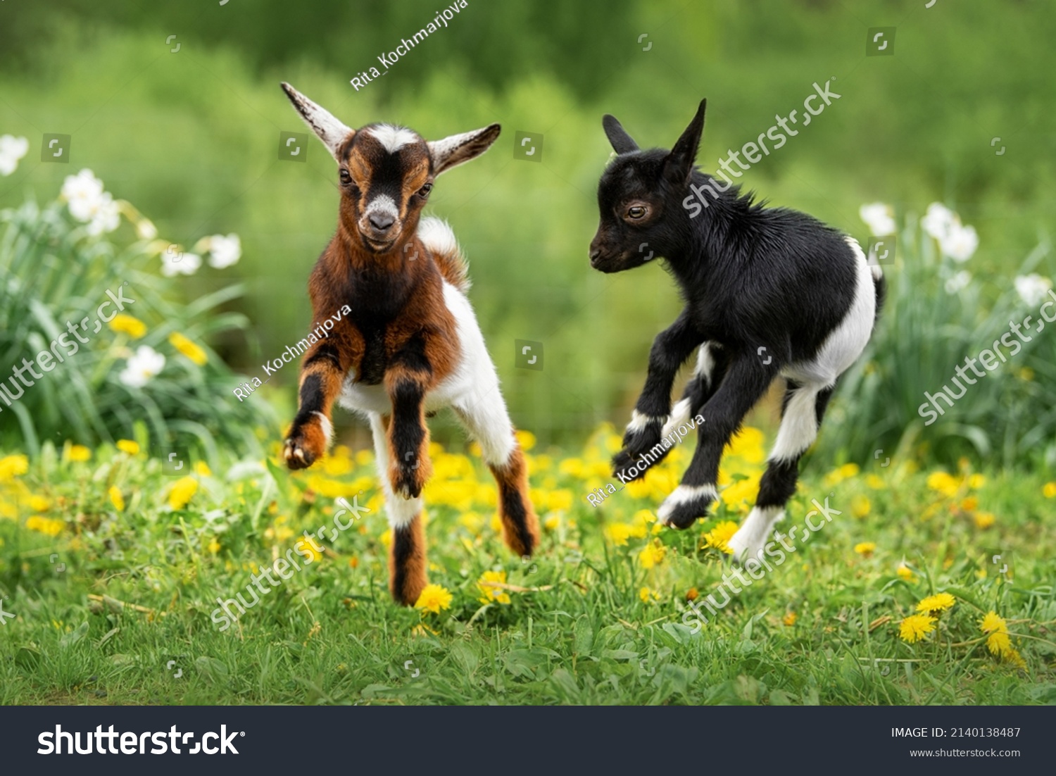 Two little funny baby goats playing in the field with flowers. Farm animals. #2140138487