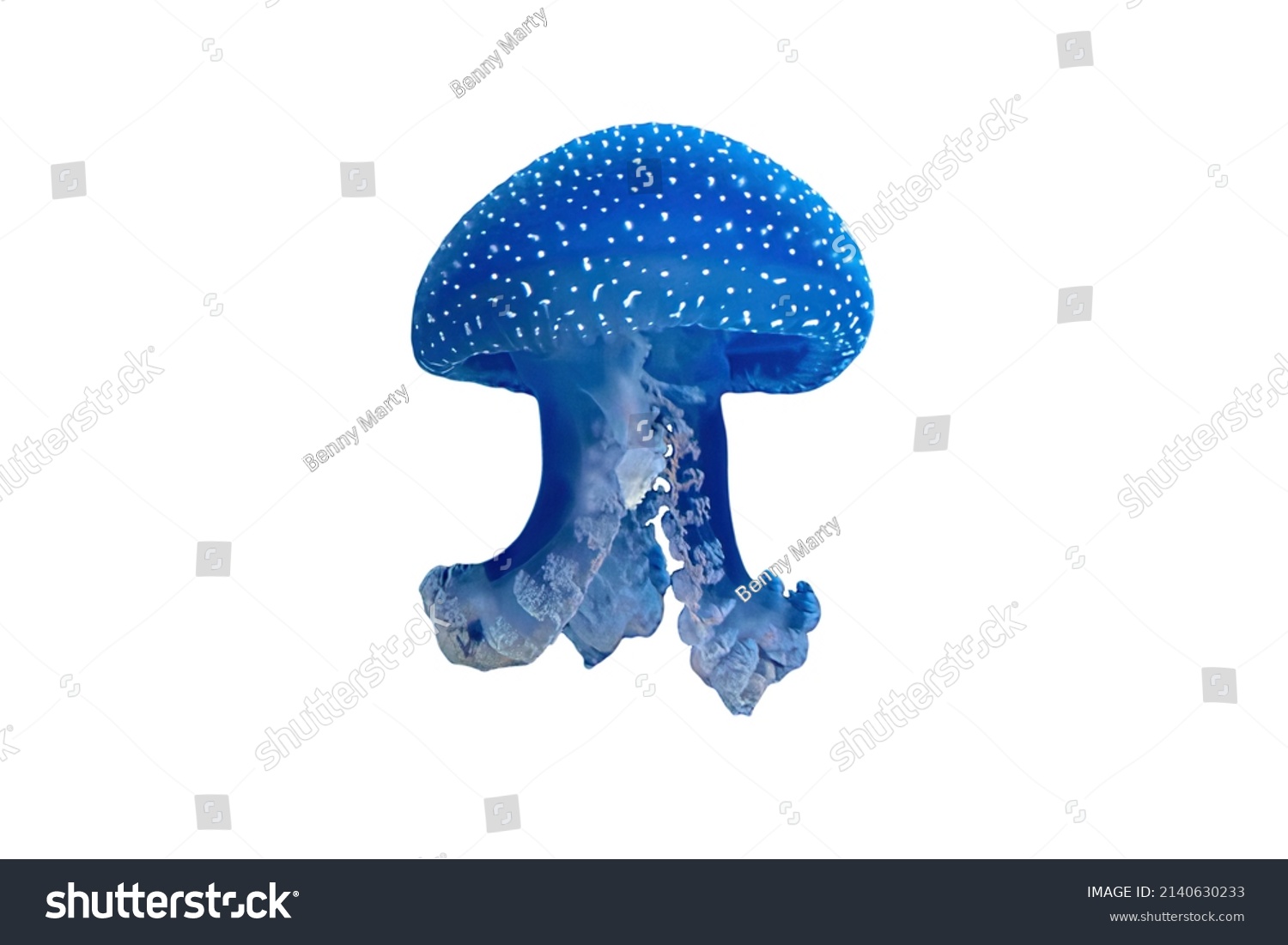 Australian spotted Jellyfish floating in the water isolated on white background. Phyllorhiza punctata species living in tropical waters of the western Pacific from Australia to Japan. #2140630233