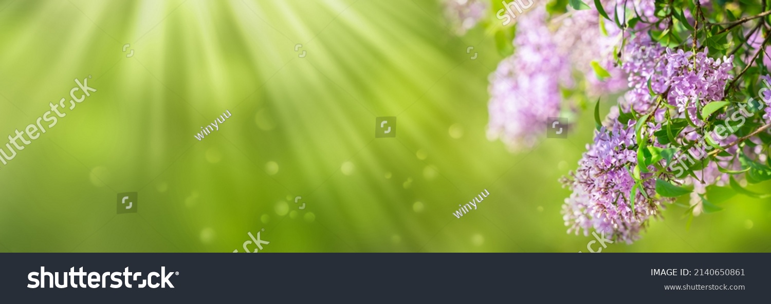 flowering lilac branch in foreground against blurred green sunny nature background, beautiful floral idyll concept with copy space for mothers day, garden idyll or others, selective sharpness #2140650861