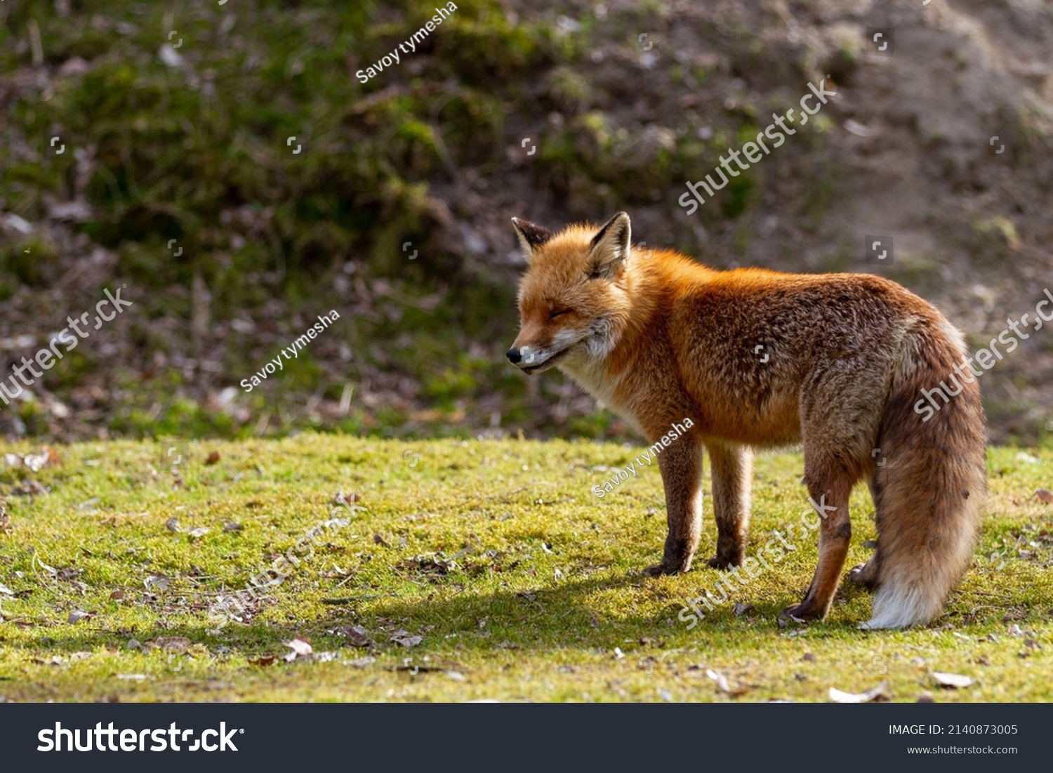 Animal photography photos about foxes #2140873005