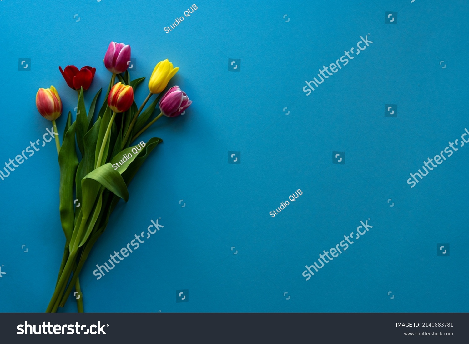Multicolored tulips on blue background with copy space for text. Bouquet of spring flowers. Isolated on blue background. #2140883781
