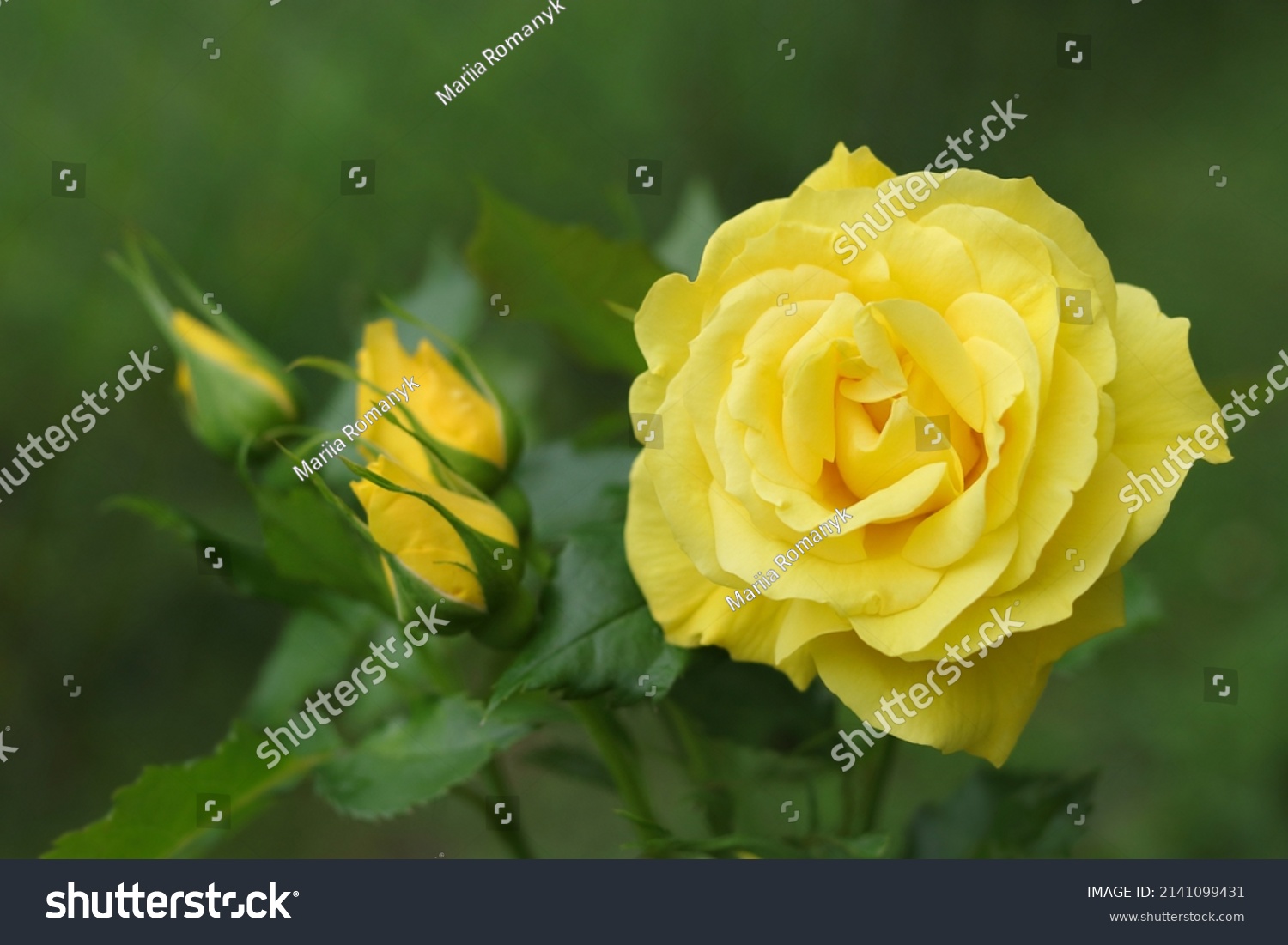 Flower of Yellow  Rose in the summer garden. Yellow Roses with shallow depth of field. Beautiful Rose in the sunshine. Yellow garden rose on a bush in a summer garden. Flower bush #2141099431