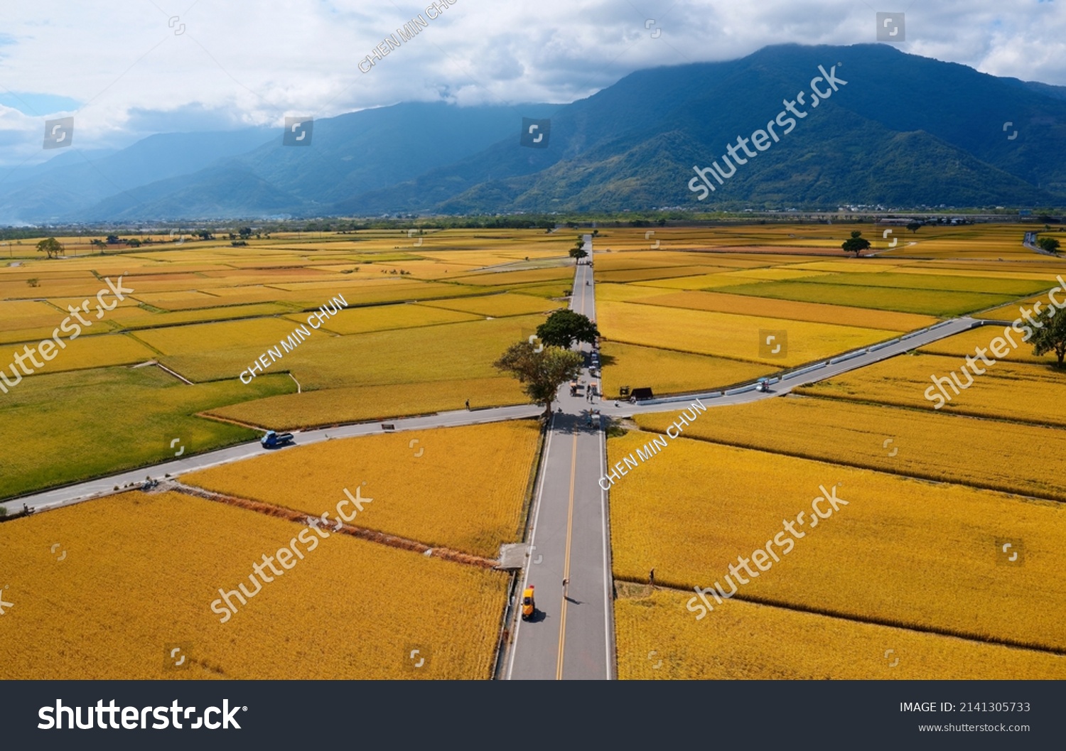 Aerial view of country roads crossing the beautiful patchwork field of rice paddies in the season of golden harvest, with mountains on the distant horizon, in Chishang Township, Taitung County, Taiwan #2141305733