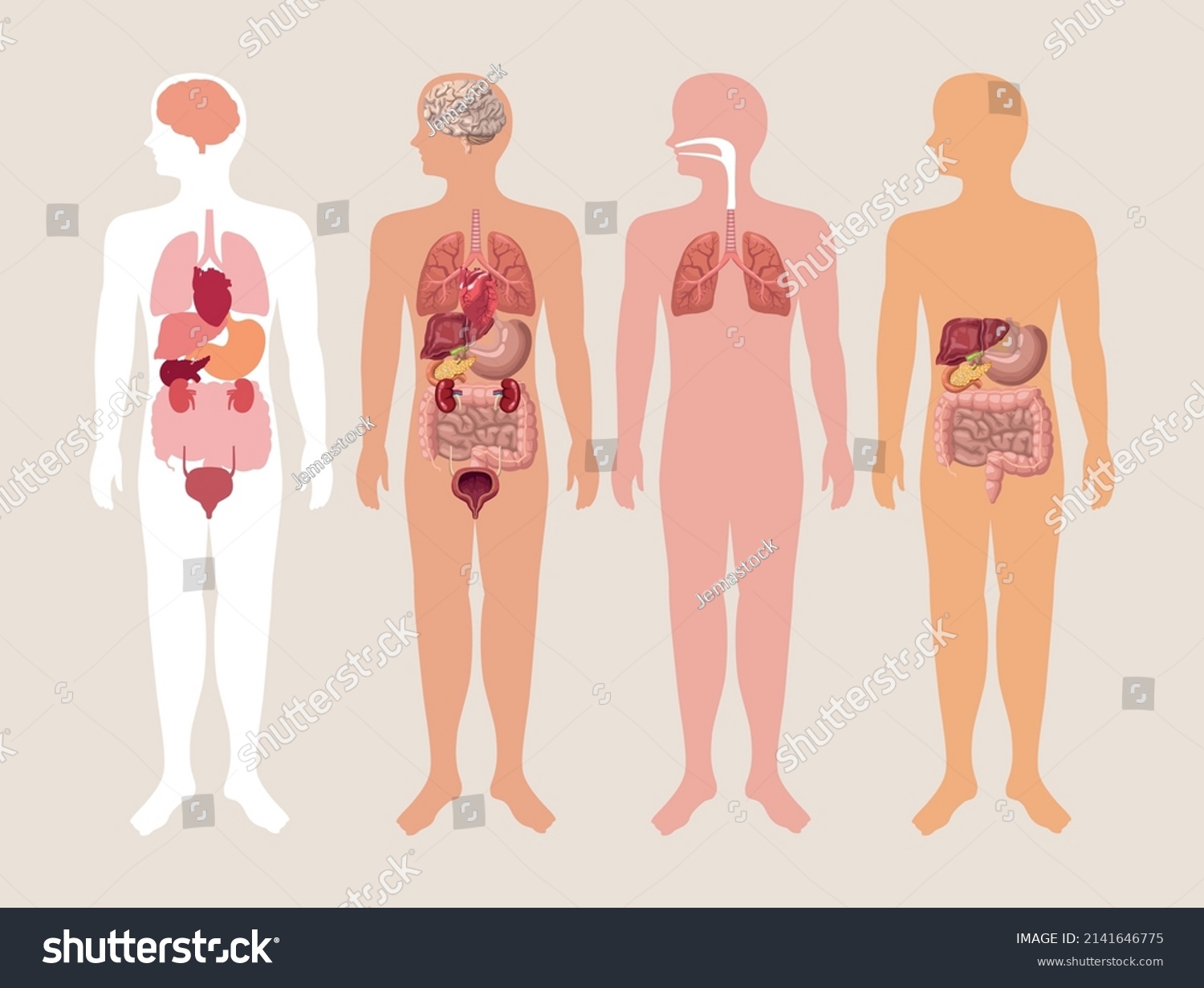 four realistic human bodies anatomy - Royalty Free Stock Vector ...