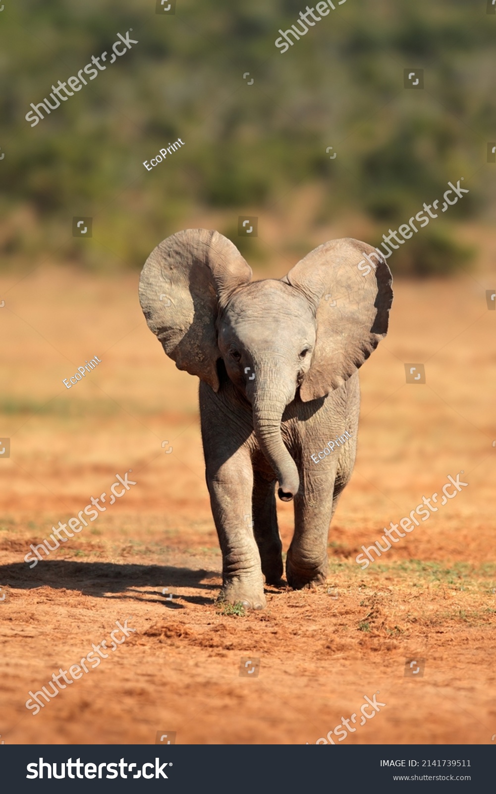 A cute baby African elephant (Loxodonta africana), Addo Elephant National Park, South Africa
 #2141739511