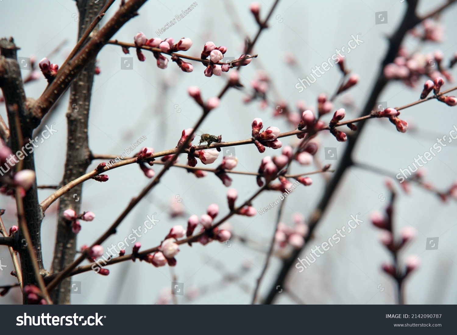Beautiful blooming apricot tree with flowers in full bloom against blue sky. Bees at work. Concept for Spring. #2142090787