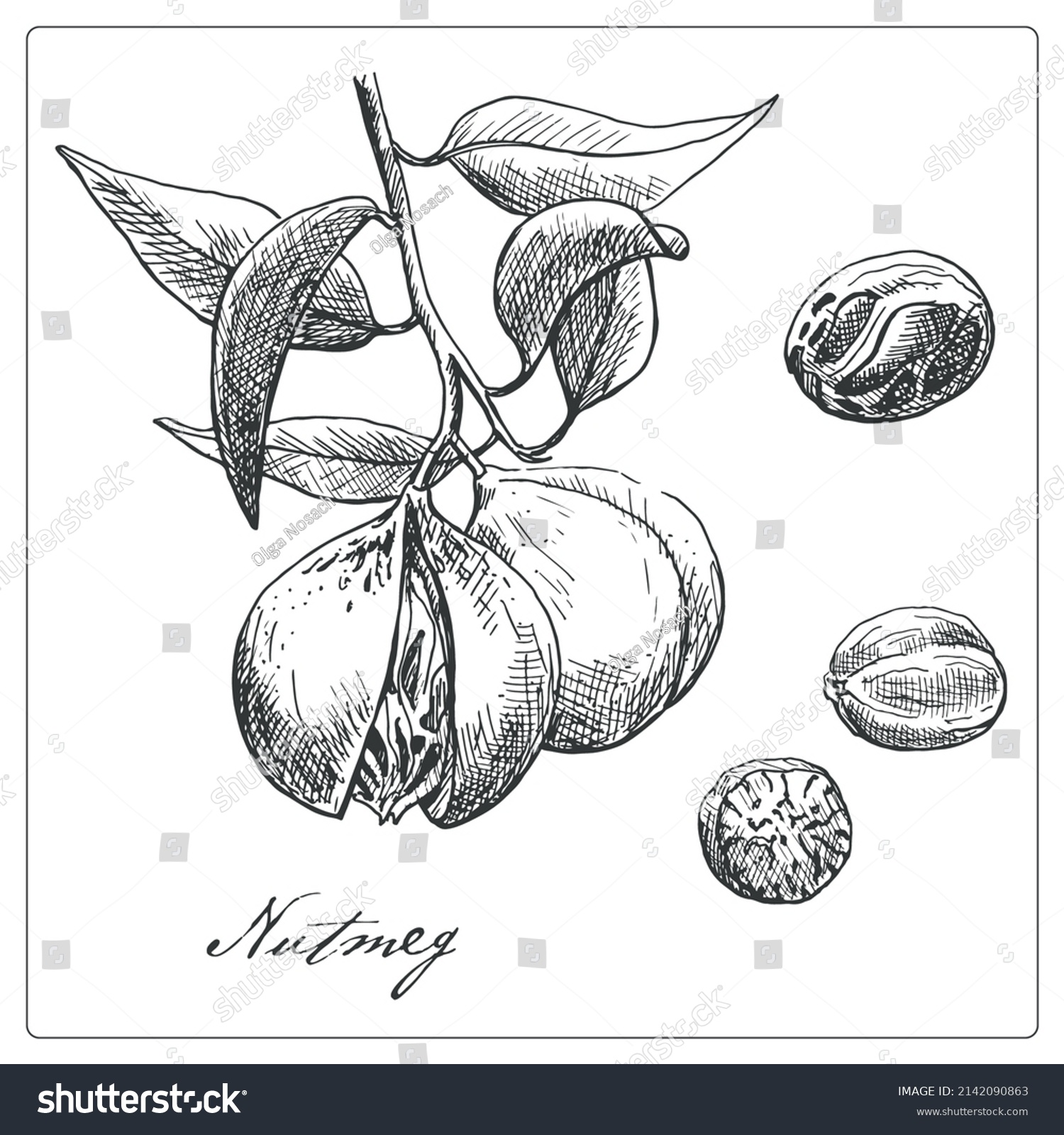 Set nutmeg branch and fruit. Hand drawn sketch.Vector graphic illustration. Black and white collection isolated elements for design packing logo  #2142090863