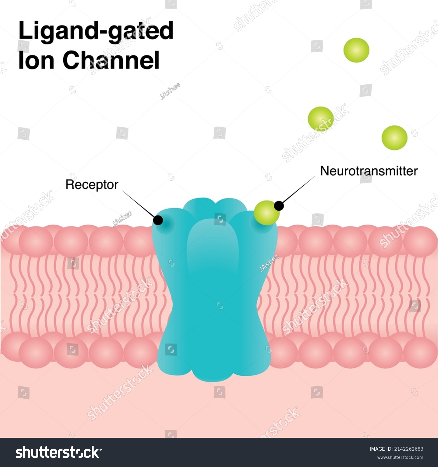 Ligand-gated Ion Channel diagram teaching slide - Royalty Free Stock ...