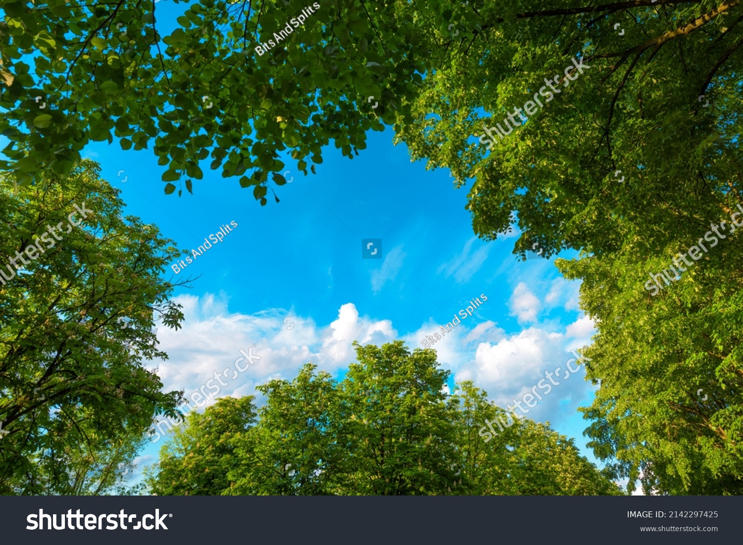View of blue sky through green treetops, springtime season background, low angle view #2142297425