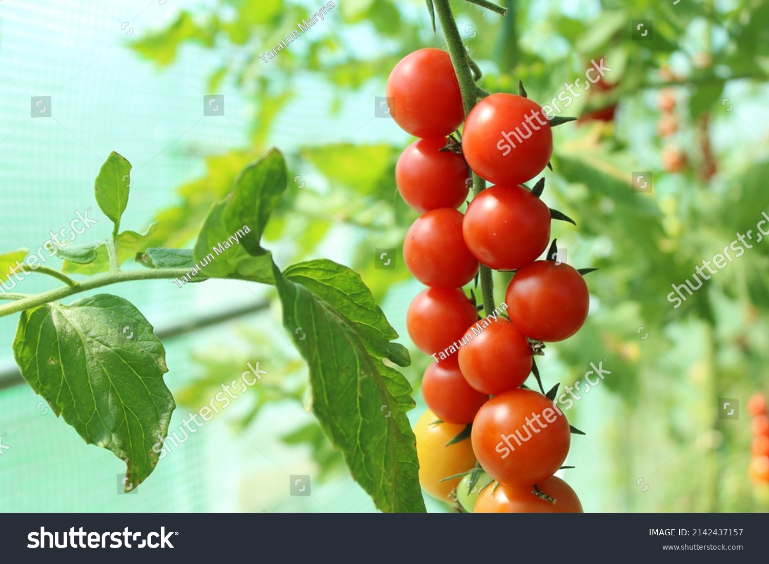 Tomato, branch with tomatoes. Harvest of small red cherry tomatoes. ripe tomato #2142437157