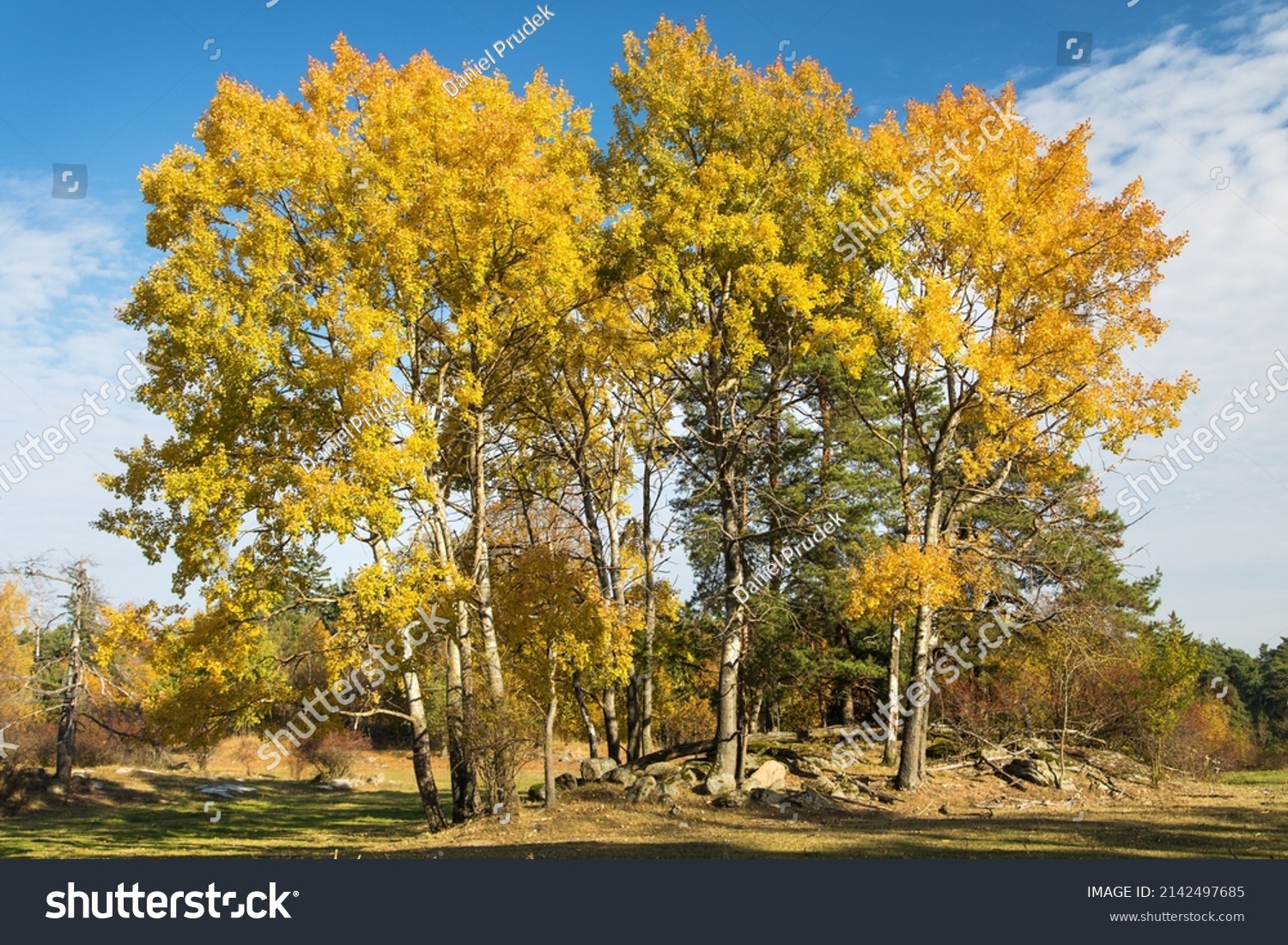 forest grove of Populus tremula,  called as common aspen, Eurasian aspen, European aspen, or quaking aspen, autumnal landscape view #2142497685