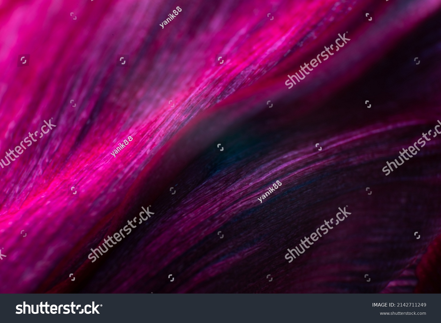 Extreme macro Bright close-up of a flower petal in pink. Abstract flower petal texture background. #2142711249