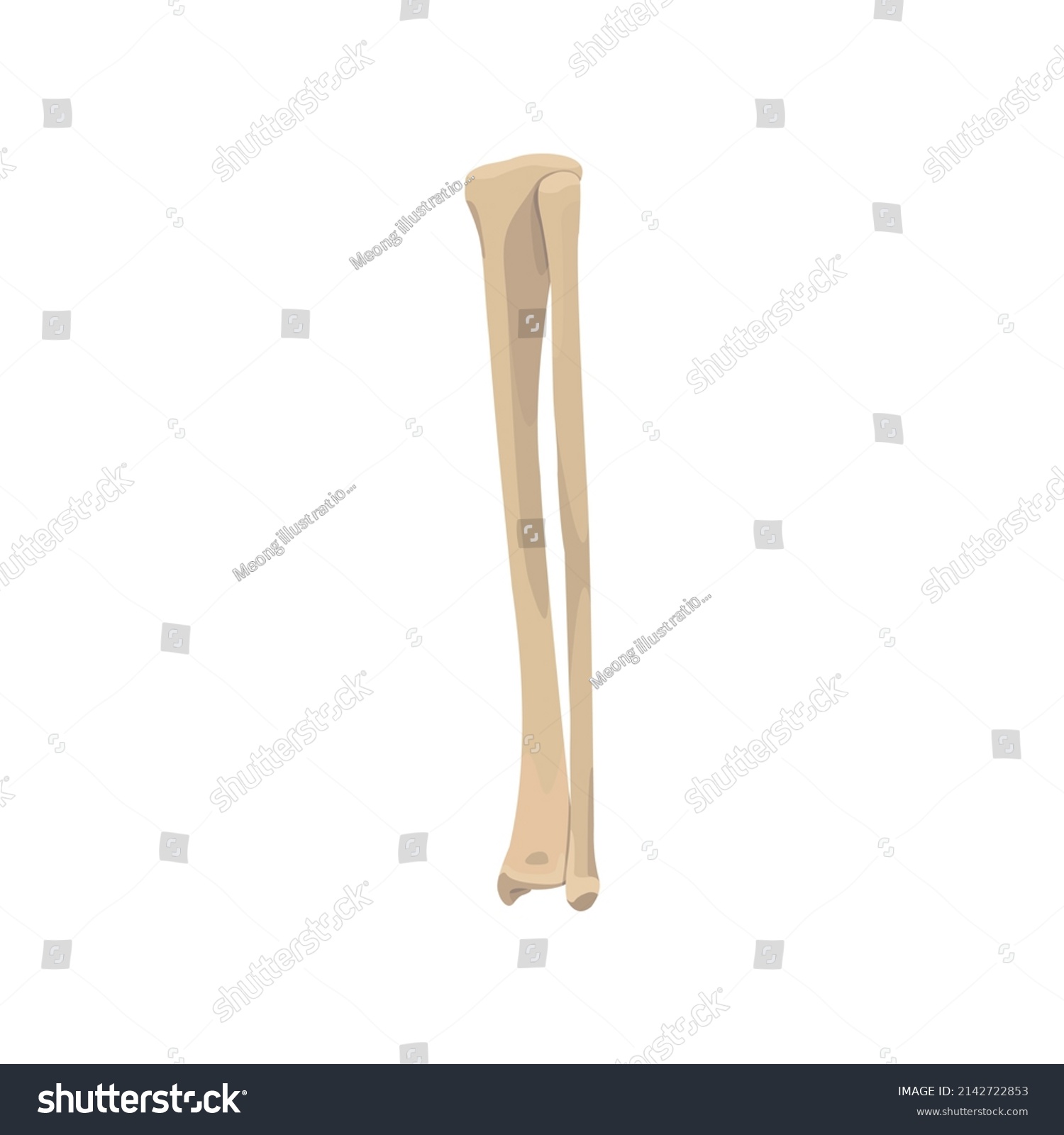 Tibia And Fibula Bone Vector Flat Design Graphic - Royalty Free Stock ...