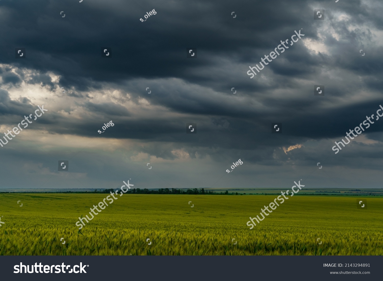 agricultural field with green wheat sprouts, dramatic spring landscape on cloudy day, overcast sky as background #2143294891