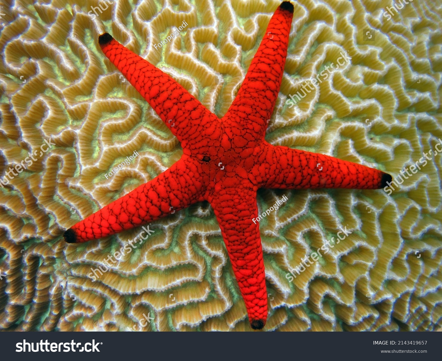 Formia Milleporella - Red Starfish - Black Spotted Starfish on a brain coral in the coral reef of Maldives. #2143419657