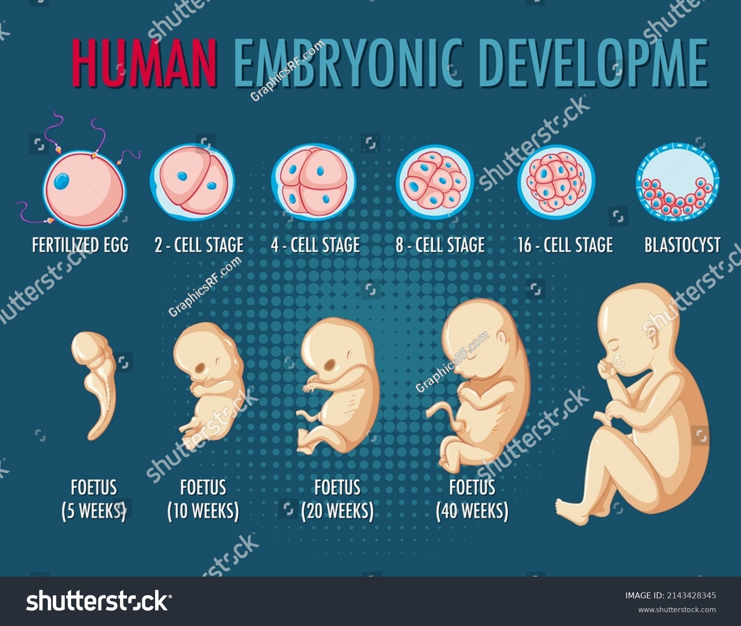 Human Embryonic Development Infographic Royalty Free Stock Vector 2143428345 