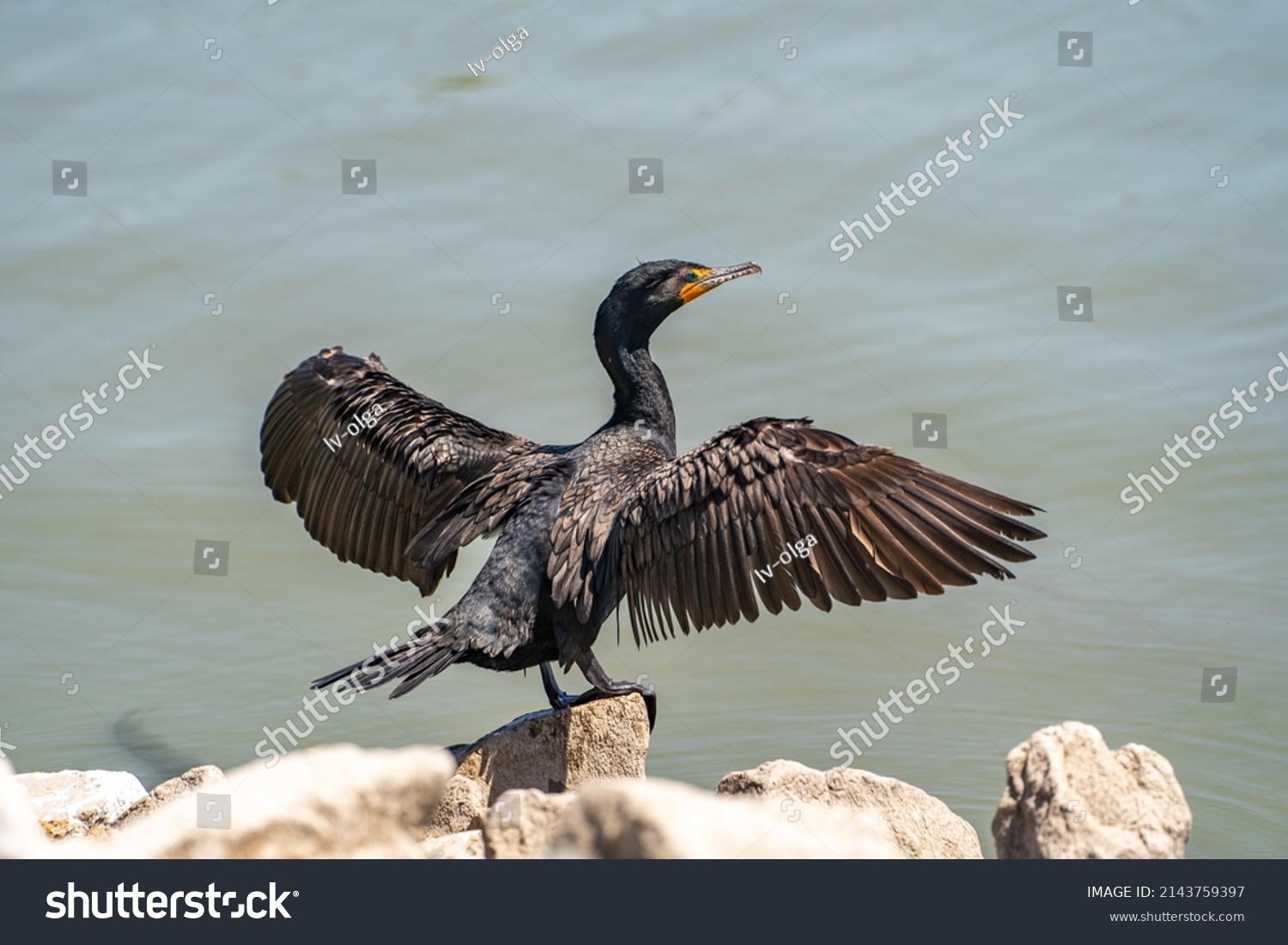Double-crested cormorant (phalacrocorax auritus) stands on the shore and dries his wings. #2143759397