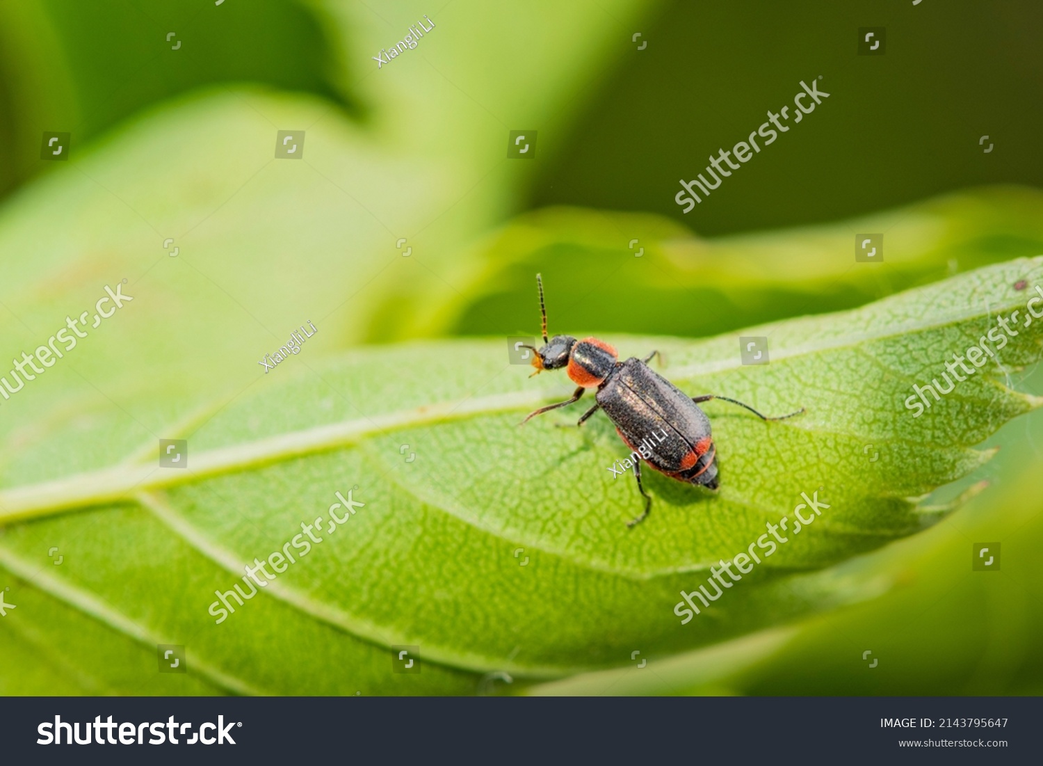 The insects that inhabit the green leaves of wild plants are the small horned flower like firefly and the female #2143795647