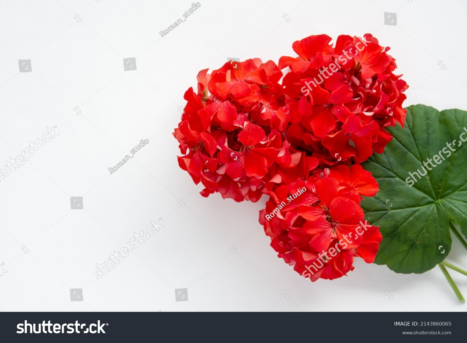 red flower Pelargonium, garden geranium or zonal geranium Flowers on a white background #2143860065