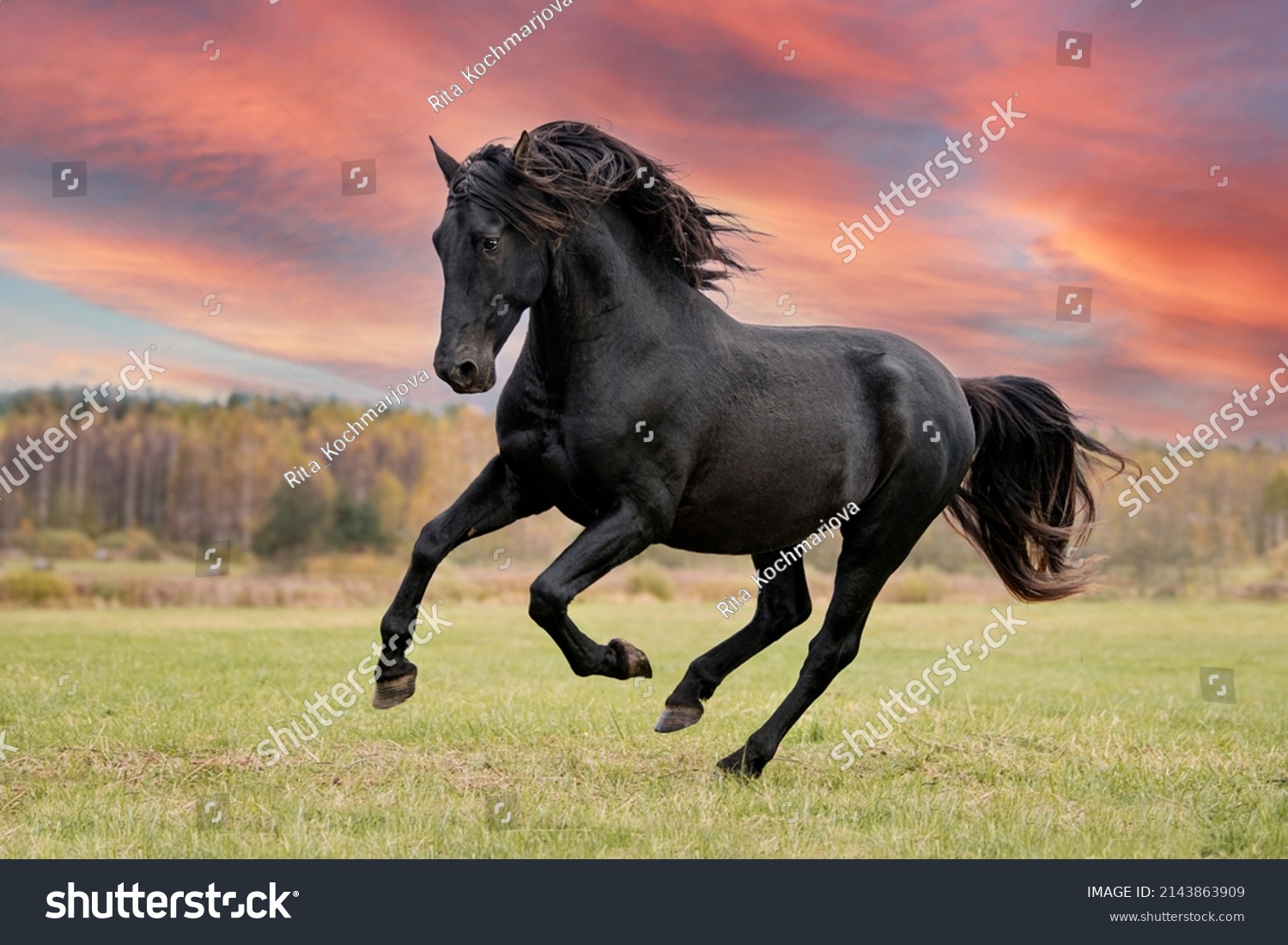 Beautiful black andalusian breed stallion running in the filed. Black PRE stallion. #2143863909