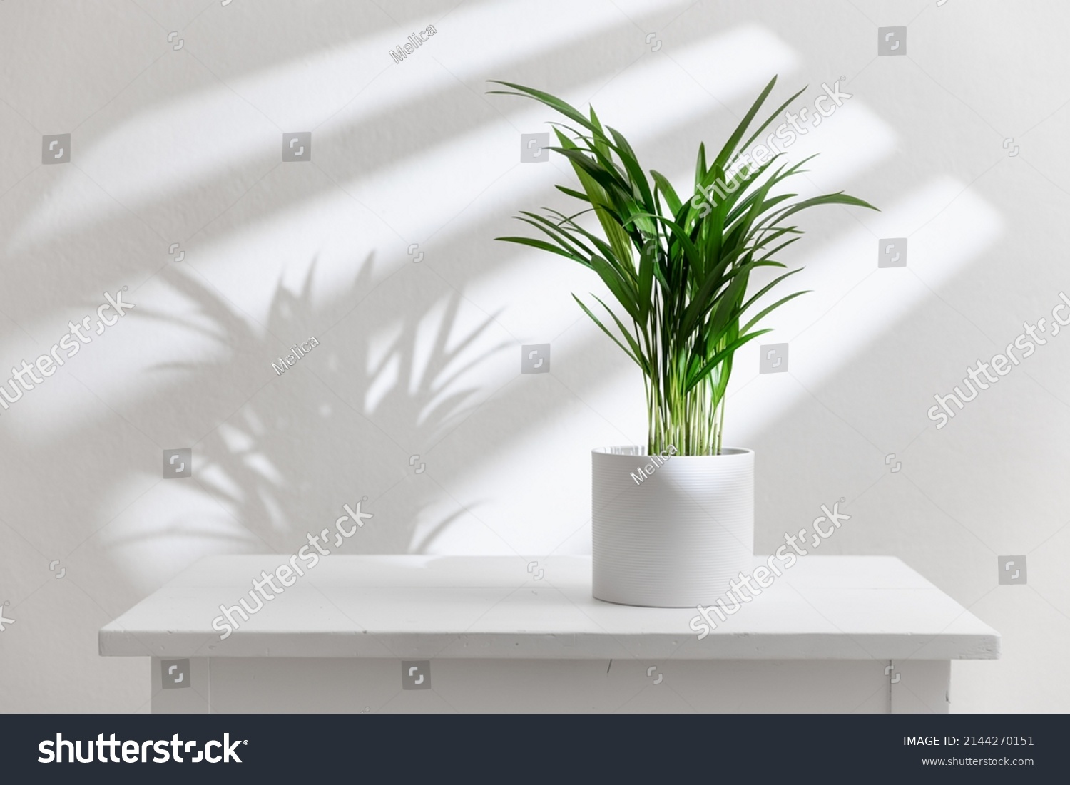 Potted indoor plant on white table. Decorative Areca palm (Dypsis lutescens). #2144270151