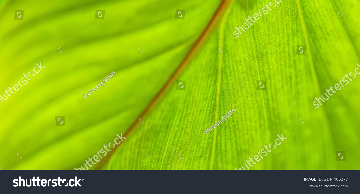 Green leaf macro. Bright nature closeup, green foliage texture. Beautiful natural botany leaf, garden  of tropical plants. Freshness, ecology nature pattern. Botany, spa, health and wellbeing concept #2144466277