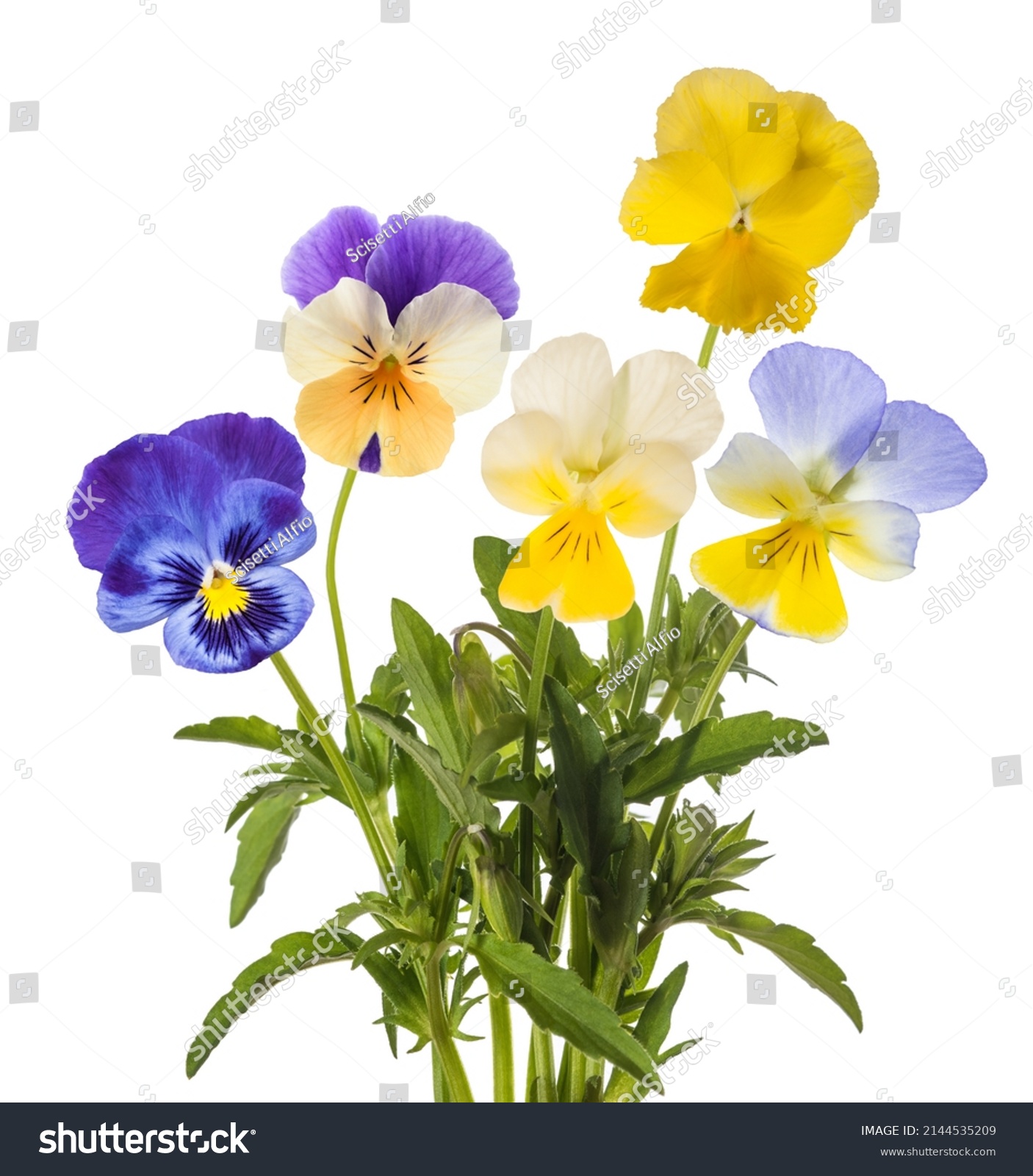 Pansy flowers mix isolated on white background #2144535209