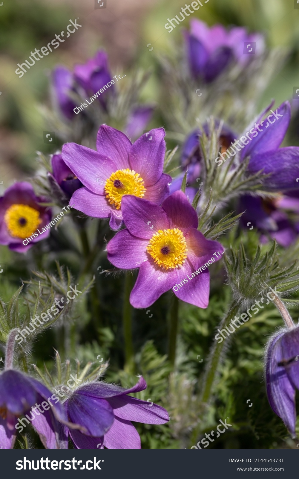 Closeup of flowers of Pasqueflower (Pulsatilla vulgaris) in a garden in spring #2144543731