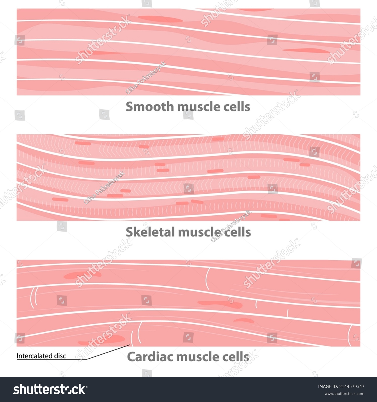 Types of muscle tissue structure: cardiac, - Royalty Free Stock Vector ...