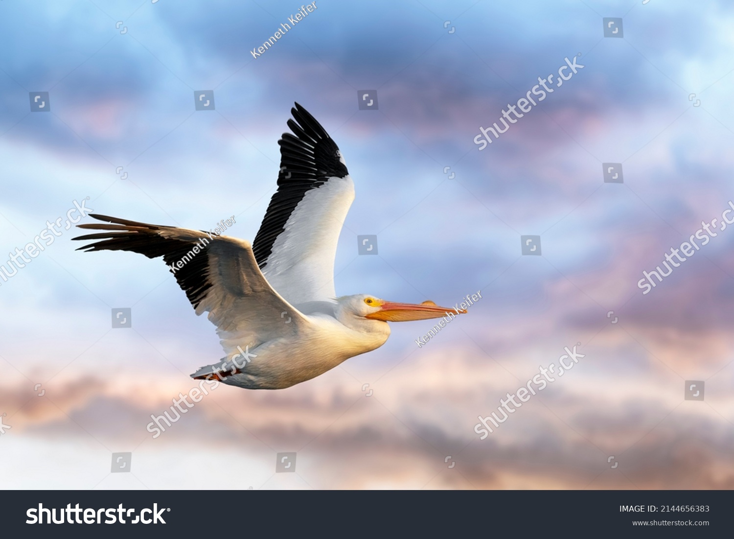 In the colorful early morning sky, an American white pelican bird soars above Ding Darling National Wildlife Refuge on Sanibel Island, Florida. #2144656383