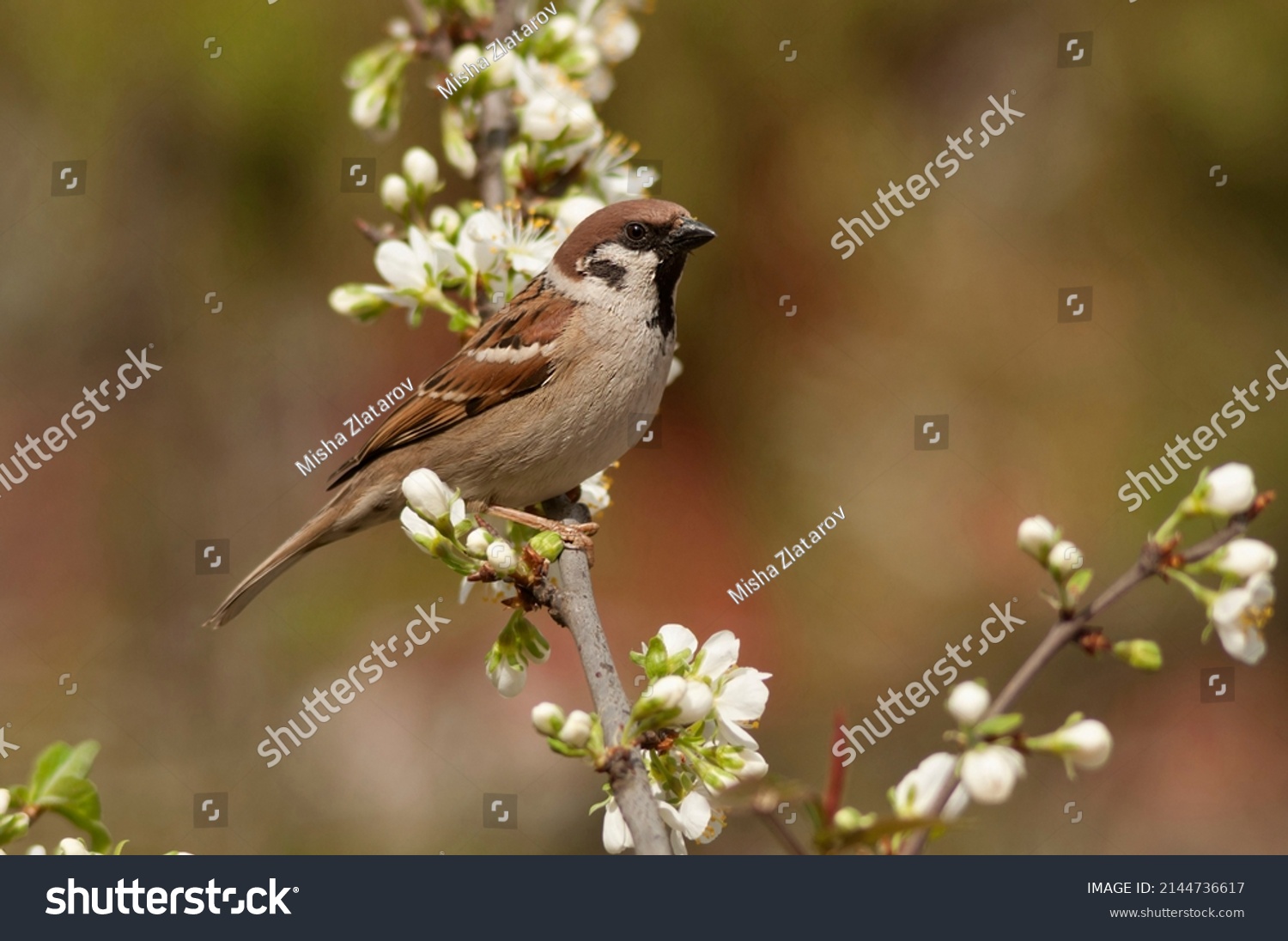 The  male Eurasian tree sparrow, Passer montanus, perching in the spring on a blossomed branch of a plum tree, may. Cute, funny, small songbird, natural, sunny  environment in village summer. Cute.  #2144736617