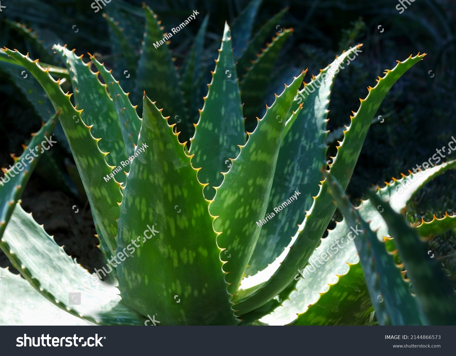 Tropical green plants .Fresh Aloe Vera in dark green background. Aloe Vera for cosmetics ingredient . Spring background. Close up of Green Aloe Vera plant growing in the garden. #2144866573
