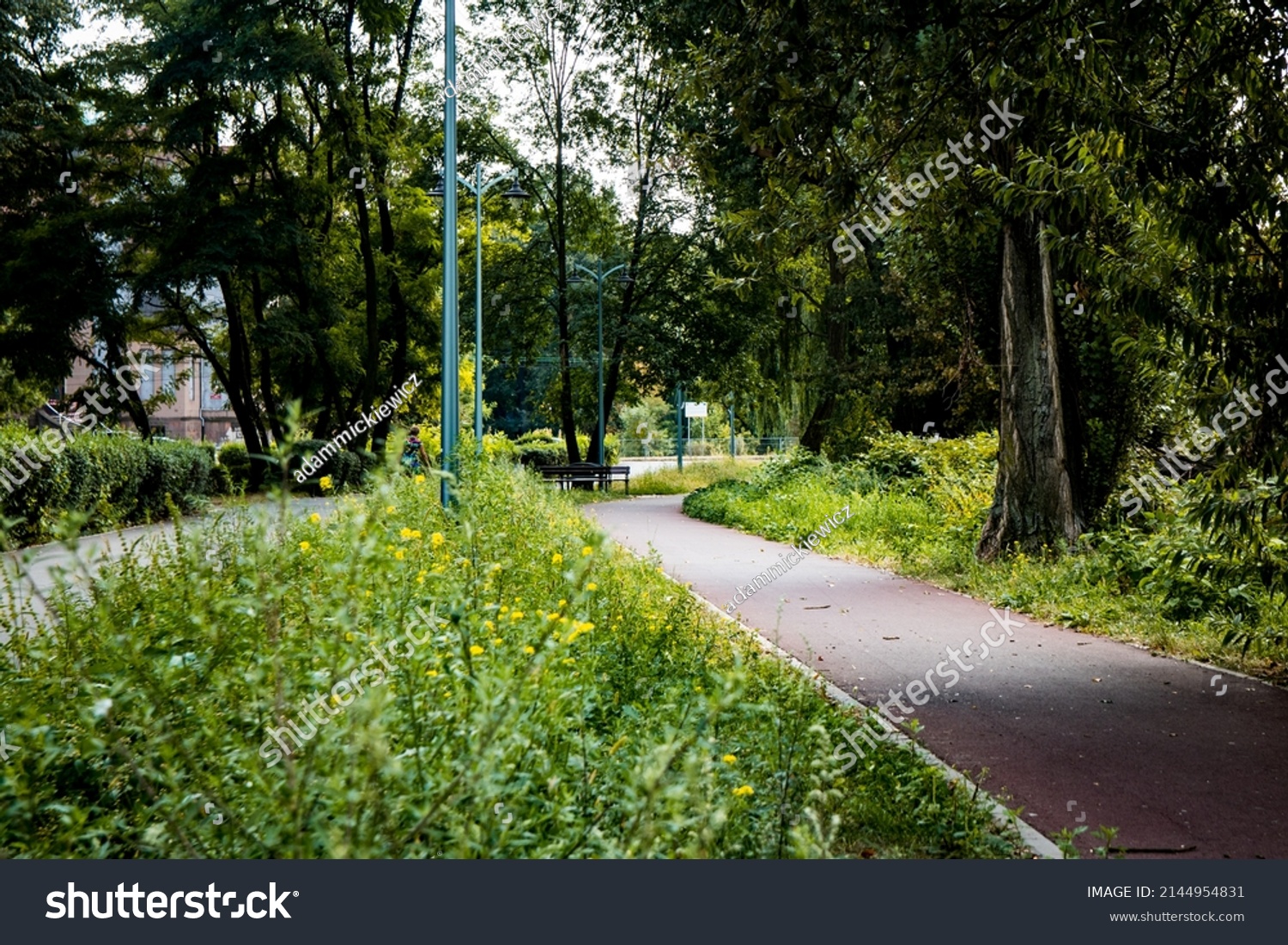 Asphalt footpath and bicycle path surrounded by lawn and trees at the city park #2144954831