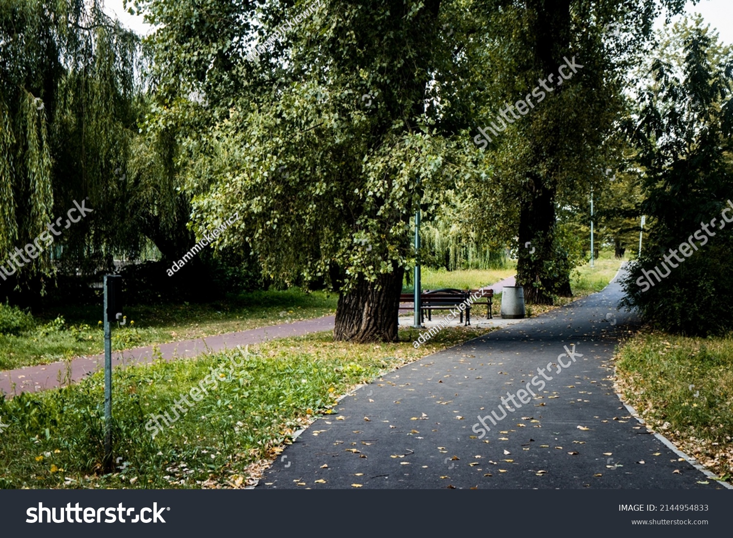 Asphalt footpath and bicycle path surrounded by lawn and trees at the city park #2144954833