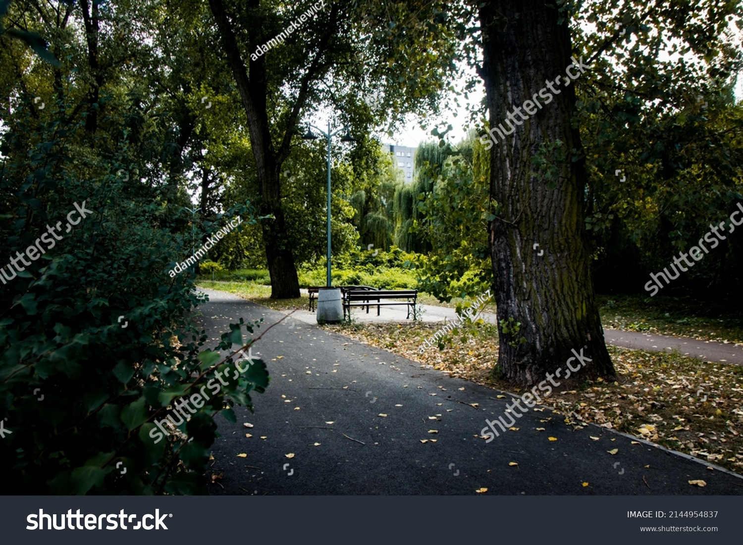 Asphalt footpath and bicycle path surrounded by lawn and trees at the city park #2144954837