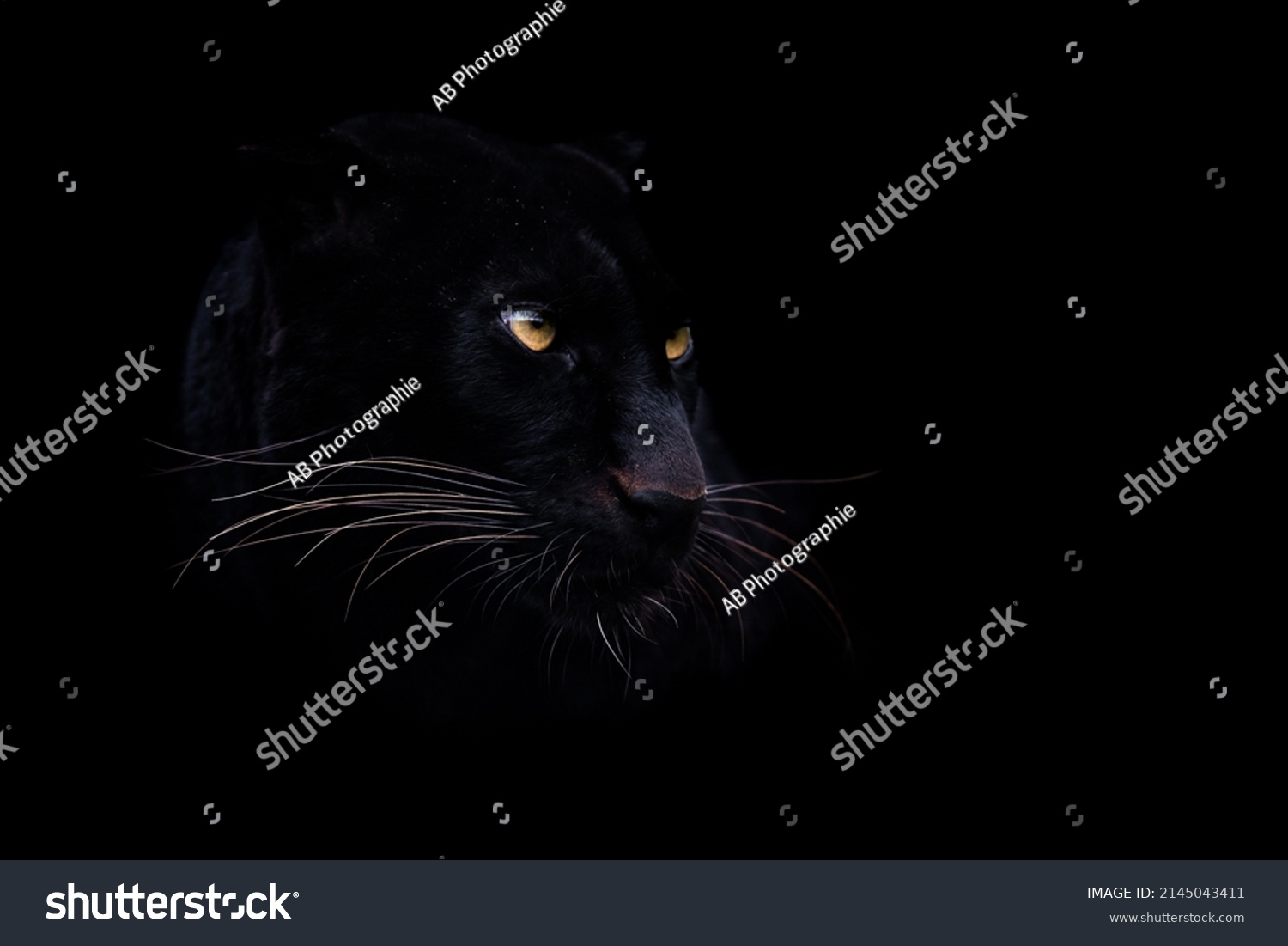 A black panther with a black background #2145043411