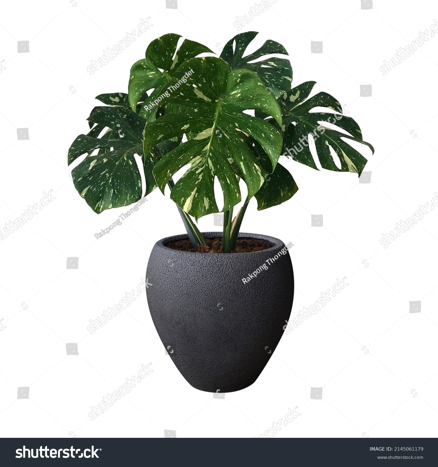 Monstera in a pot black isolated on white background, Close up of tropical leaves or houseplant that grow indoor for decorative purpose.  #2145061179