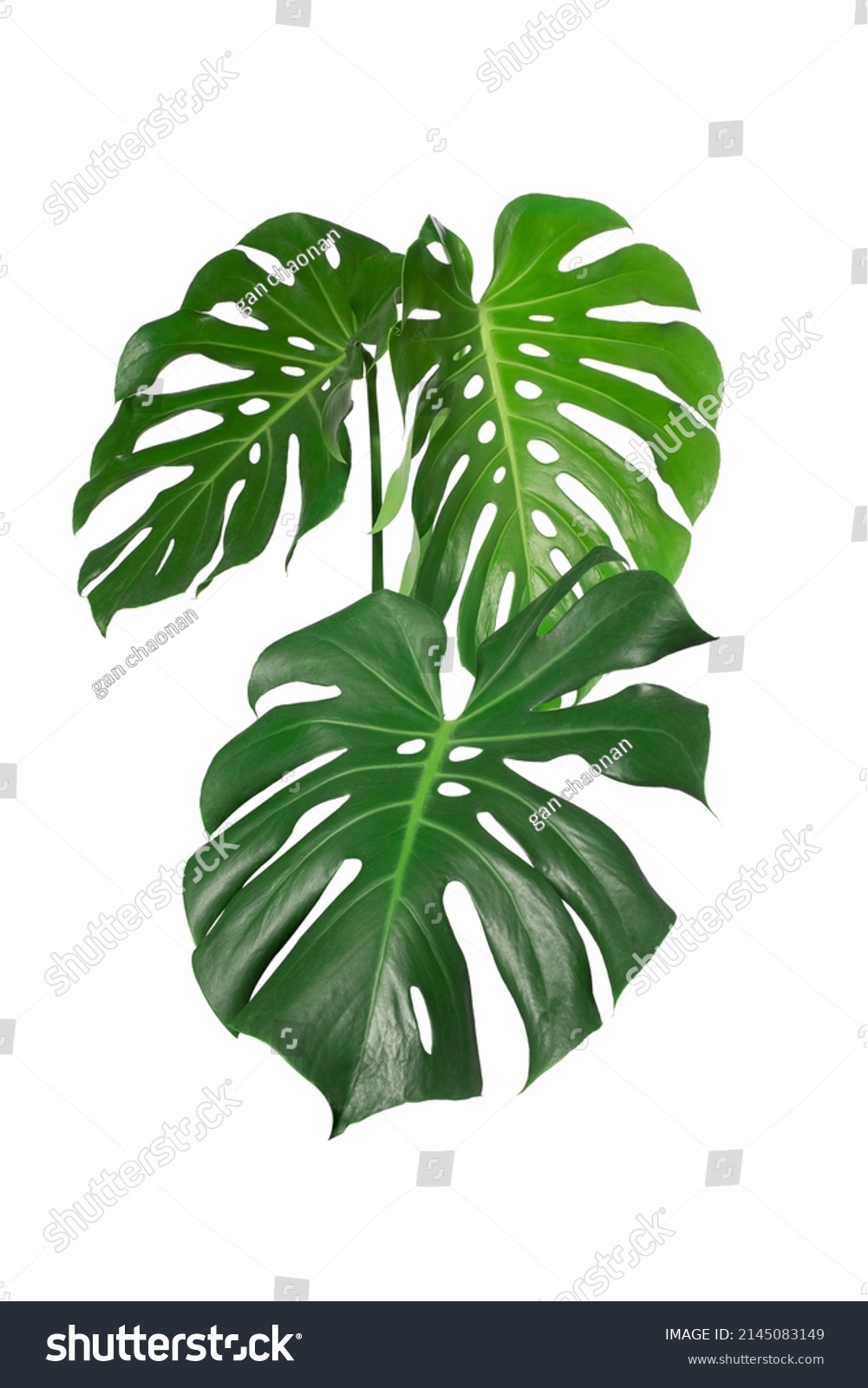 Dark green leaves of monstera or split leaf philodendron (Monstera deliciosa) tropical foliage plant growing in forest isolated on a white background, Monstera Deliciosa plant leaves. web designs.  #2145083149