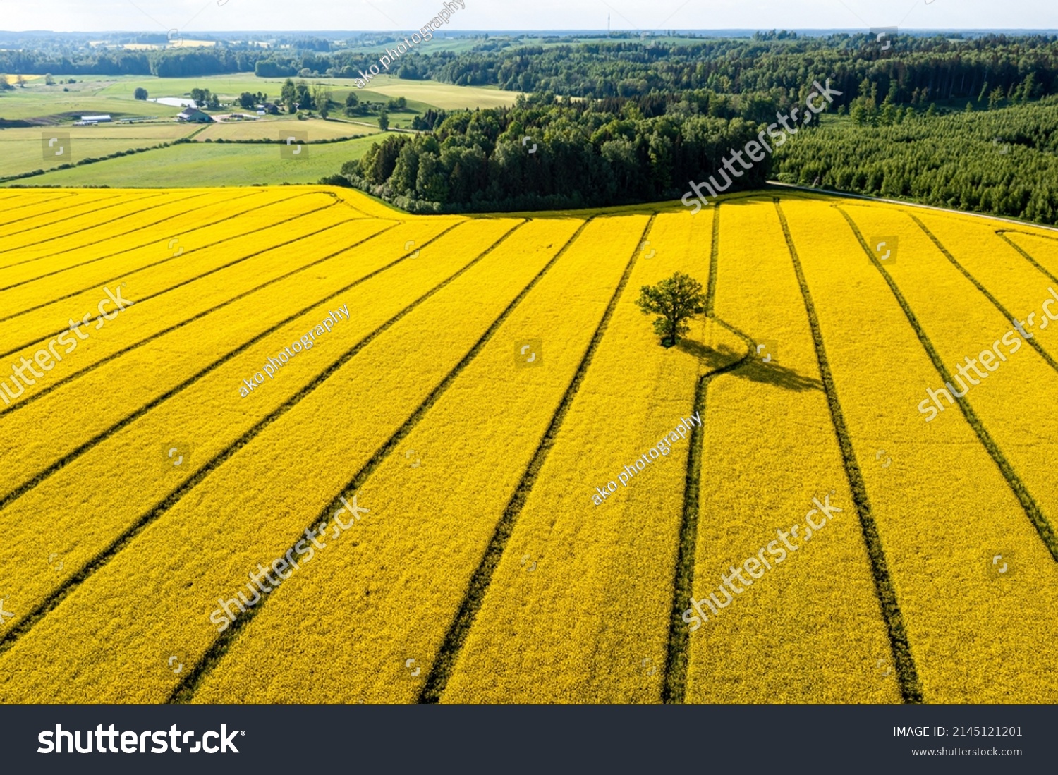 green trees in the middle of a large flowering yellow repe field, view from above #2145121201