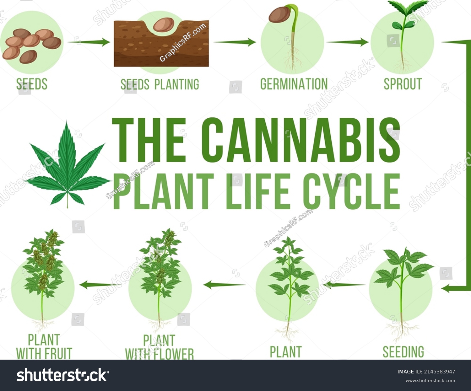 Cannabis Plant Life Cycle Illustration - Royalty Free Stock Vector ...