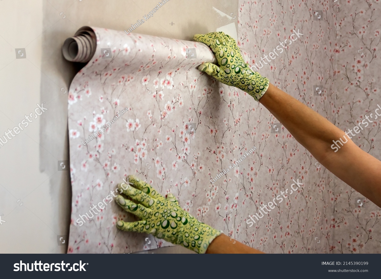 In female hands, a roll of wallpaper on the wall of the room, preparation for gluing and redecorating inside. #2145390199
