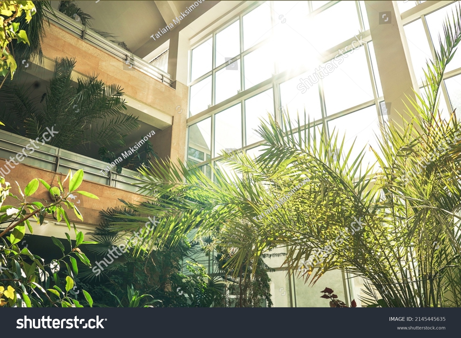Green plants in botanical garden indoor. Sunshine in panoramic window. Fresh natural background. #2145445635