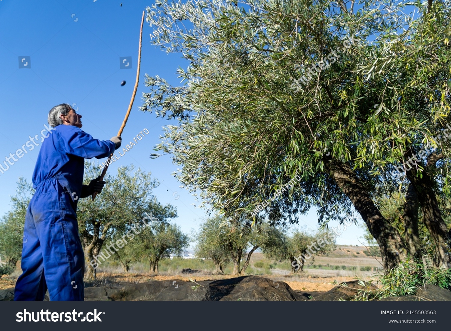 Older man dressed in blue harvesting olives in the traditional way with a stick with plenty of copy space on the right - concept of labor and agriculture. #2145503563