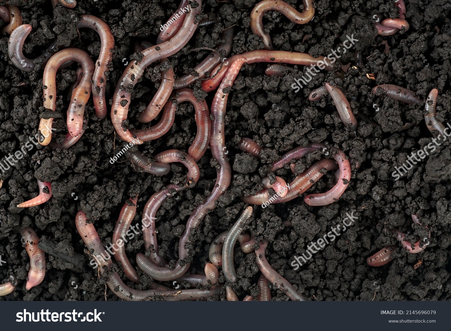 Garden compost and worms - top view of earthworms in black soil as background. #2145696079