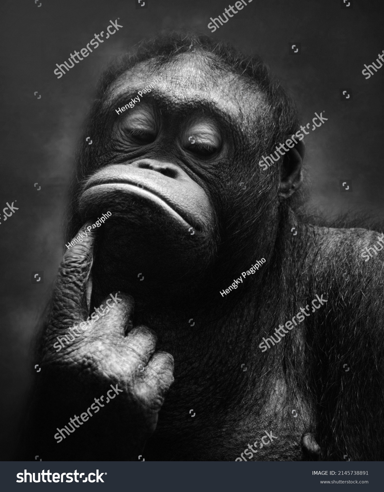 The portrait of "Borneo Orangutan" in black and white style. #2145738891