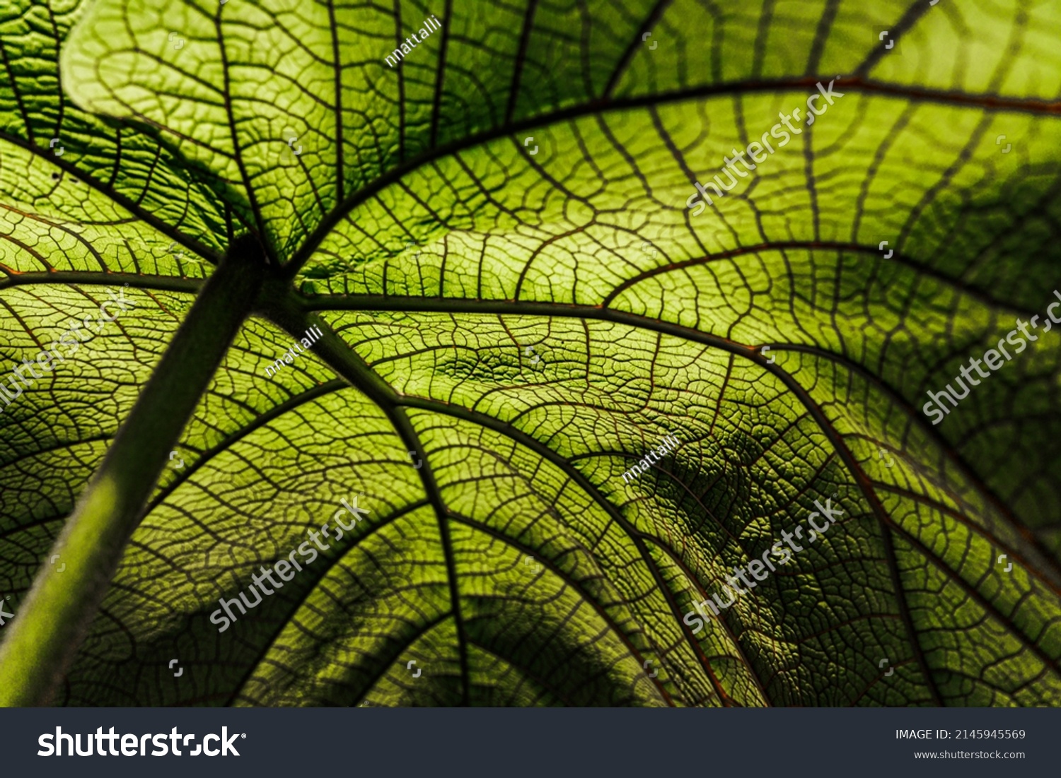 Coccoloba pubescens green leaf with red veins texture, close up. Nature vegetation background with  largeleaf or mountain-grape or  Eve's umbrella plant. Green grandleaf seagrape plant.  #2145945569