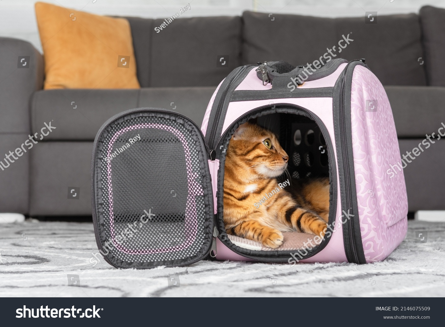 Bengal cat is resting in a soft carrier on the floor in the room. #2146075509