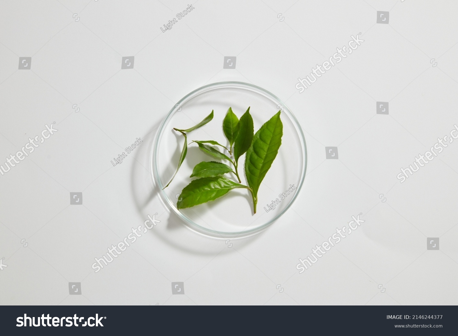 Top view of green tea extract decorated in petri dish and laboratory equipment in white background  #2146244377