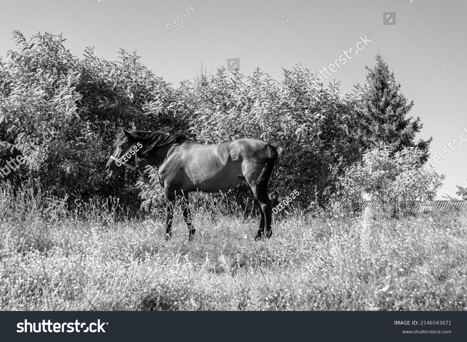Beautiful wild brown horse stallion on summer flower meadow, equine eating green grass, horse stallion with long mane portrait in standing position, equine stallion outdoors, big horse equines #2146543071
