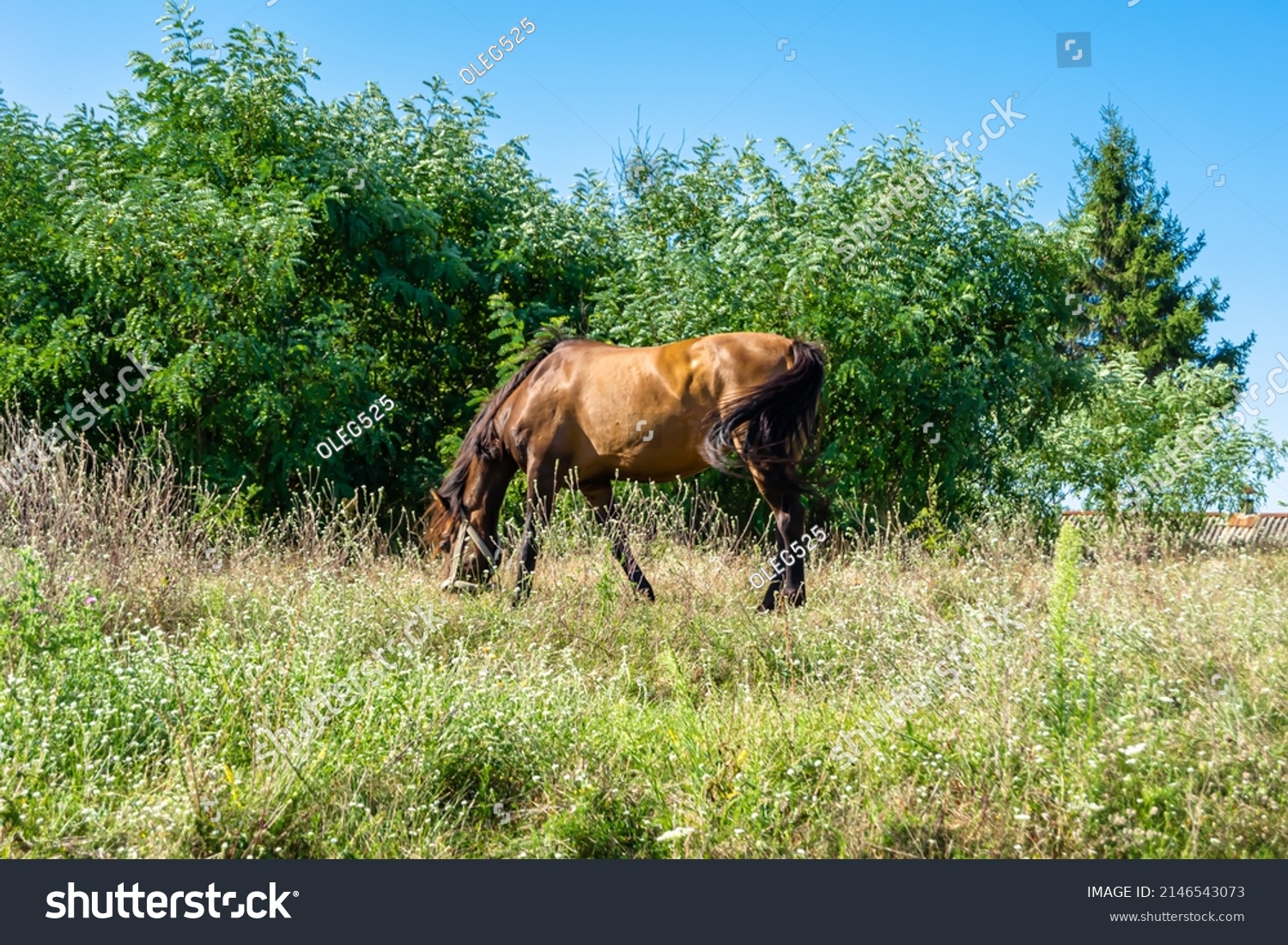 Beautiful wild brown horse stallion on summer flower meadow, equine eating green grass. Horse stallion with long mane portrait in standing position. Equine stallion outdoors, big horse equines. #2146543073